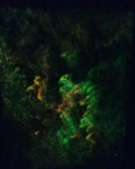 Die fröhliche Fledermaus